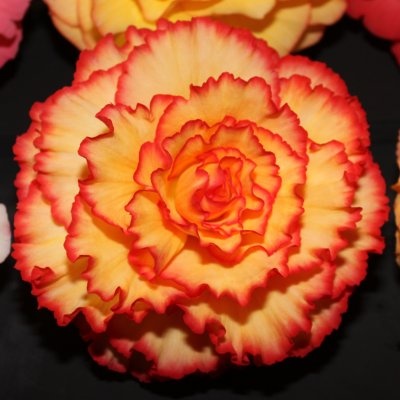B. ‘Golden Bali Hi’